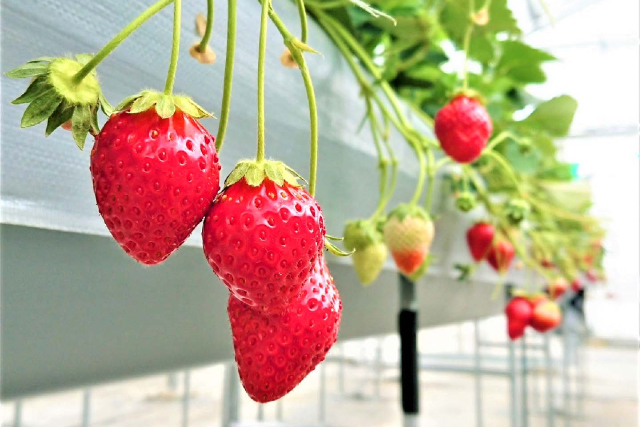 【福島・いわき・いちご狩り】3週間前までの予約でお土産付き！平日限定いちご狩りプラン 写真3