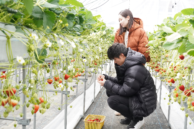 【期間限定ポイント10%還元！山口・周南・いちご狩り】お好きな量を購入できる！試食付き★よつぼし摘み取り体験 写真6