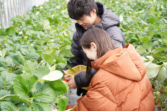 【期間限定ポイント10%還元！山口・周南・いちご狩り】お好きな量を購入できる！試食付き★よつぼし摘み取り体験 写真7