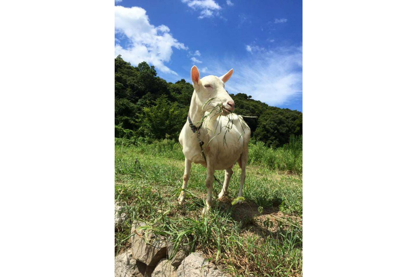 【岡山・牛窓・生きもの観察】海辺の農園で動物と触れ合い～自分で摘んだハーブでお茶をたのしもう！ 写真3