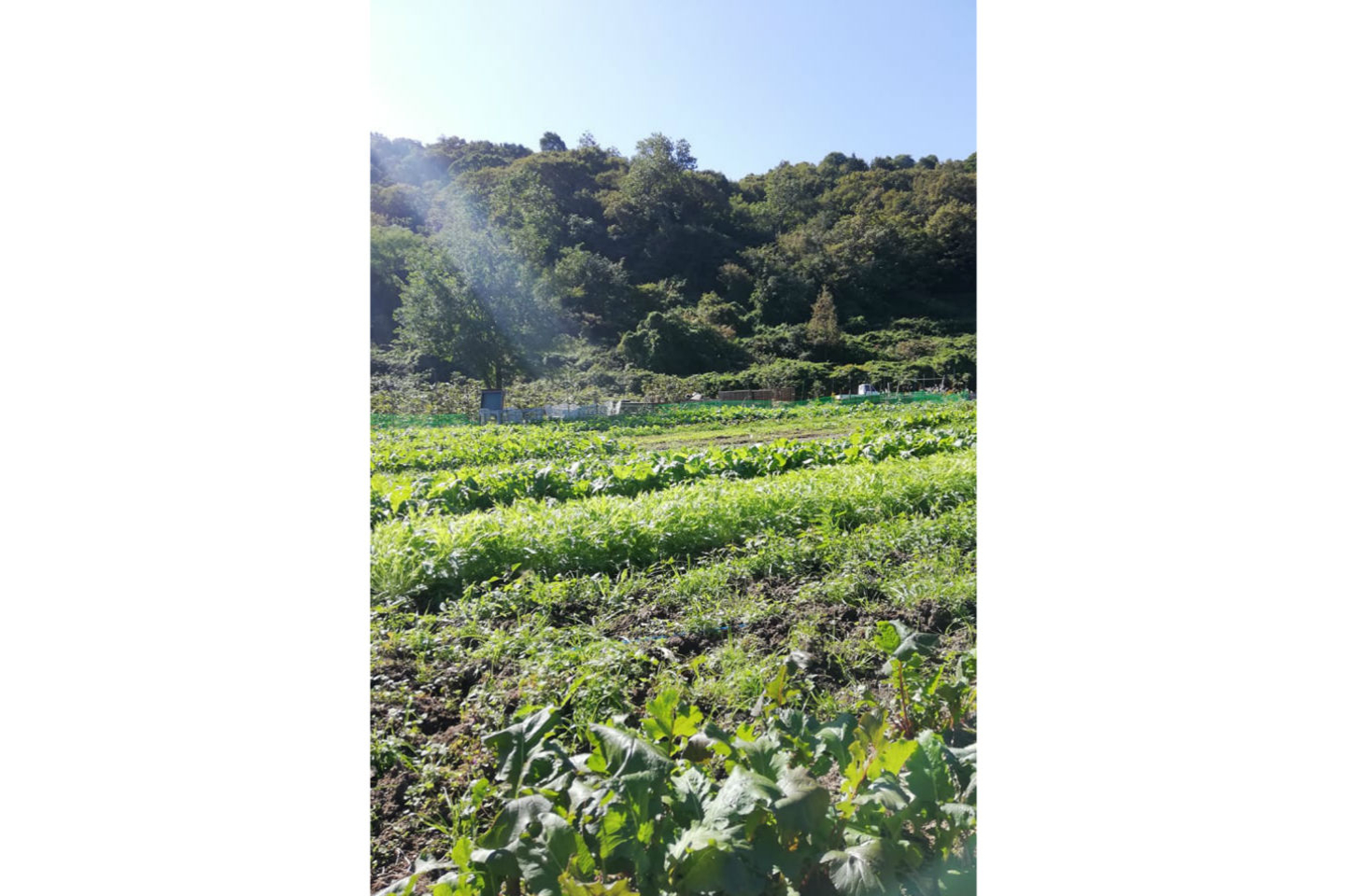 【岡山・牛窓・生きもの観察】海辺の農園で動物と触れ合い～自分で摘んだハーブでお茶をたのしもう！ 写真8
