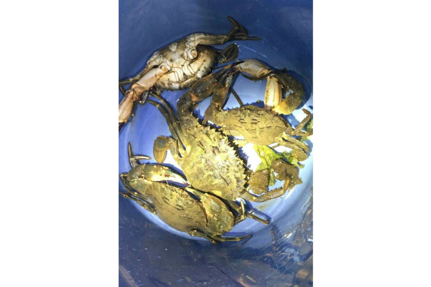 【岡山・牛窓・生きもの観察】夜の海辺を散策、生物観察～捕獲できたらお持ち帰り♪