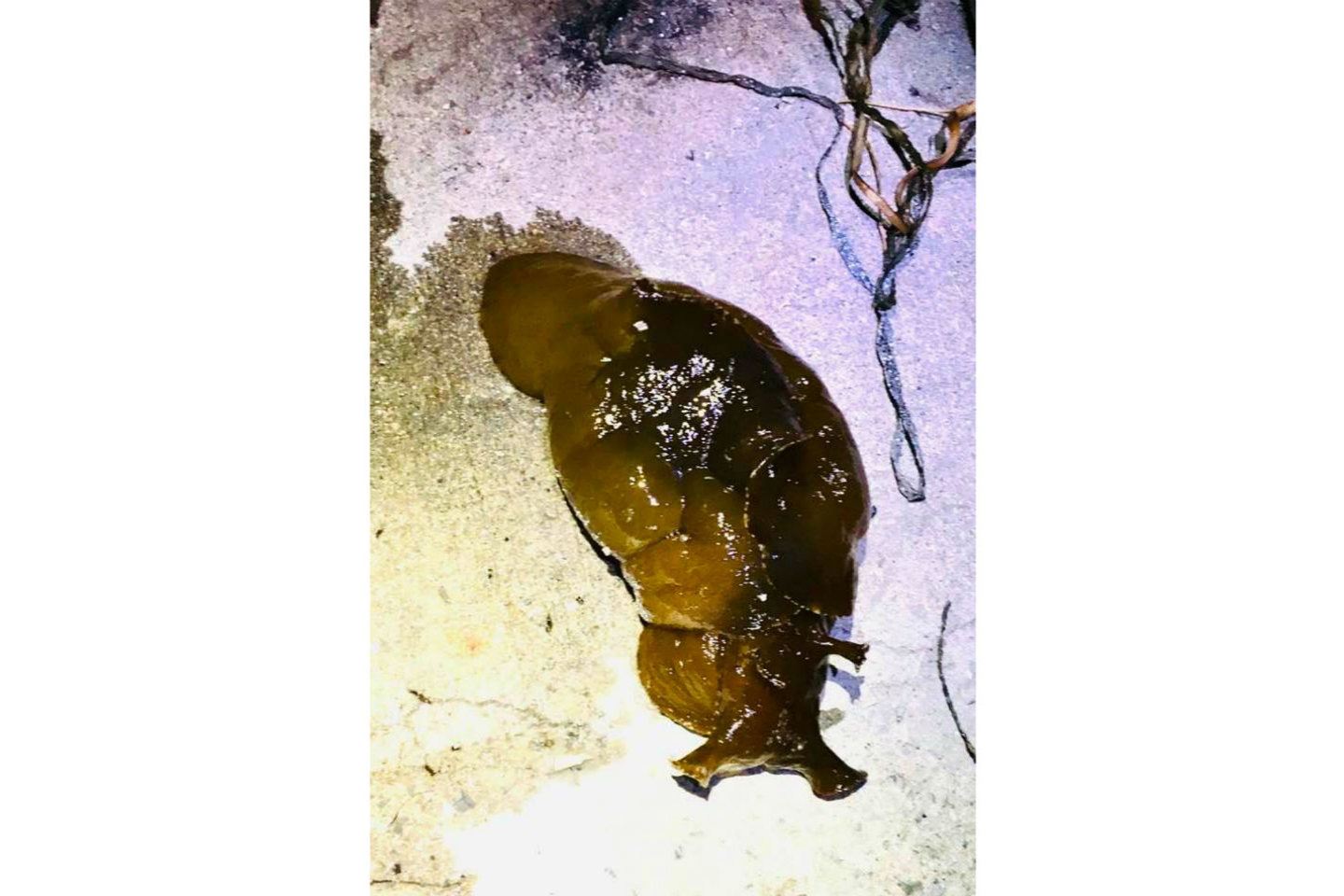 【岡山・牛窓・生きもの観察】夜の海辺を散策、生物観察～捕獲できたらお持ち帰り♪ 写真4