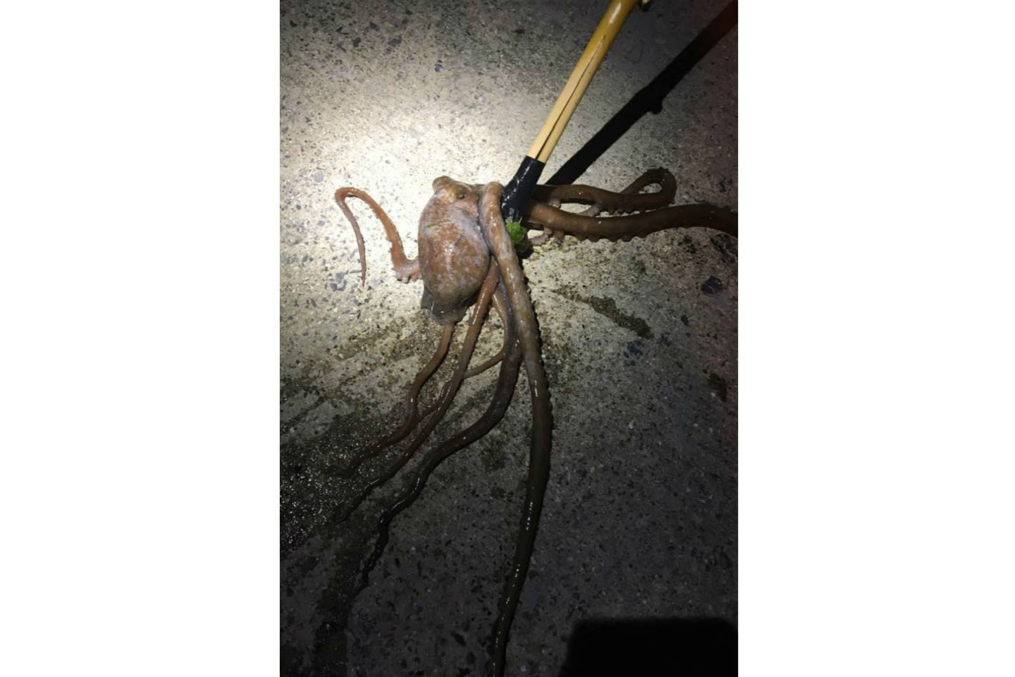 【岡山・牛窓・生きもの観察】夜の海辺を散策、生物観察～捕獲できたらお持ち帰り♪ 写真2