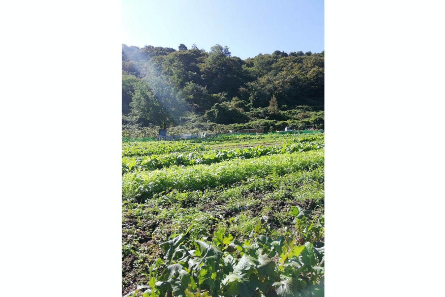 【岡山・牛窓・生きもの観察】ヤギや鶏とも触れ合える！自分で摘んだハーブでお茶を楽しむファミリープラン 写真8