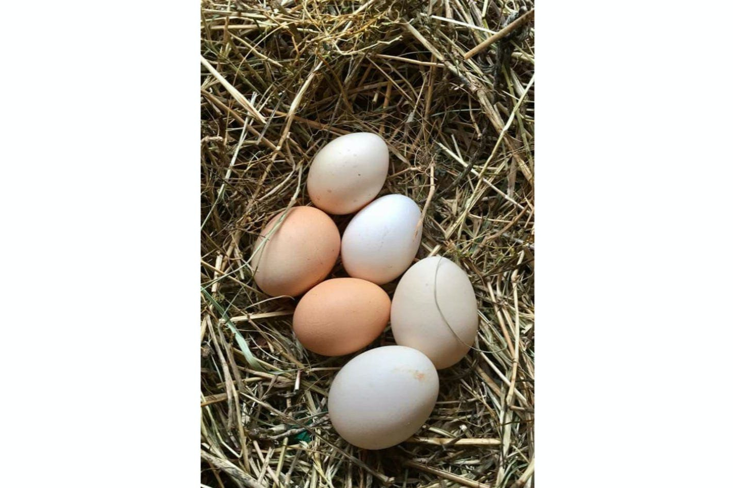 【岡山・牛窓・生きもの観察】ヤギや鶏とも触れ合える！自分で摘んだハーブでお茶を楽しむファミリープラン 写真4