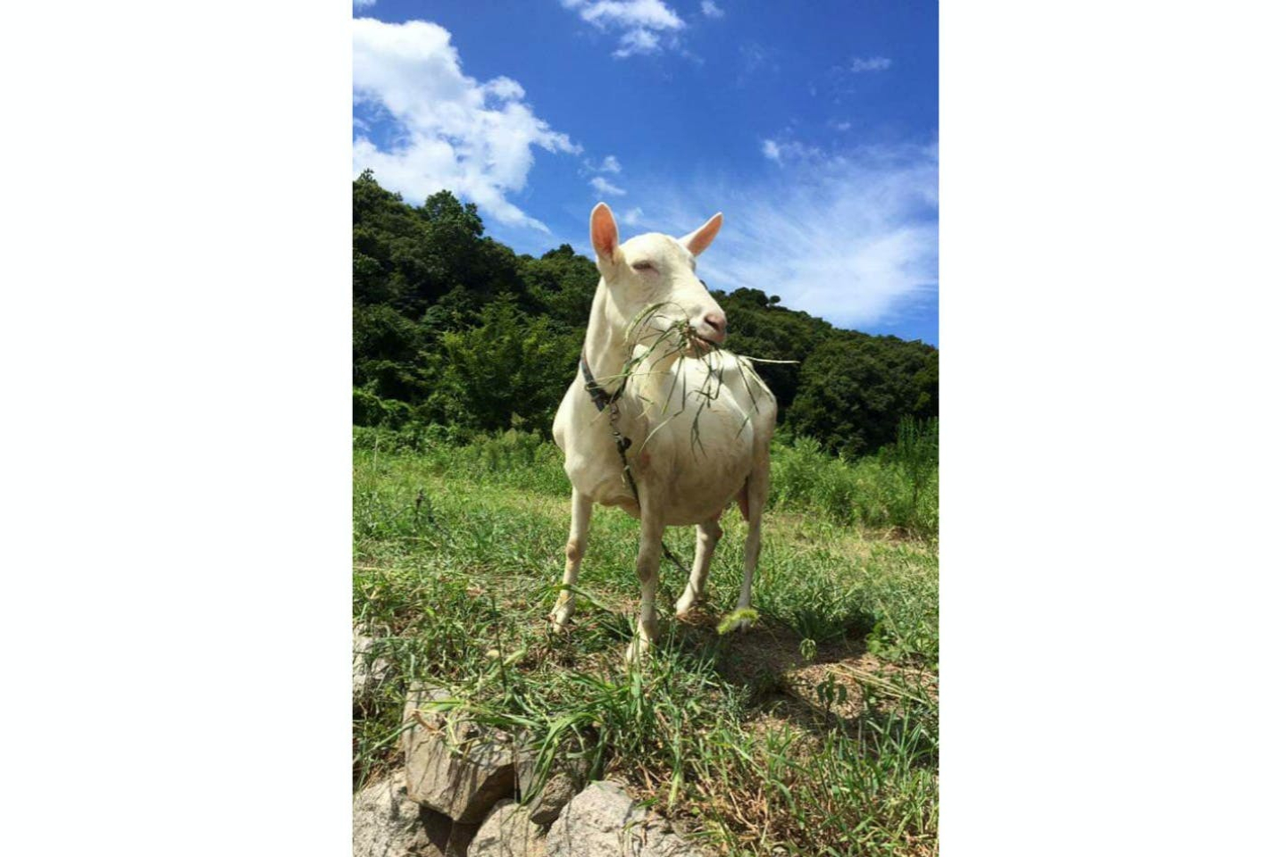 【岡山・牛窓・生きもの観察】ヤギや鶏とも触れ合える！自分で摘んだハーブでお茶を楽しむファミリープラン 写真3