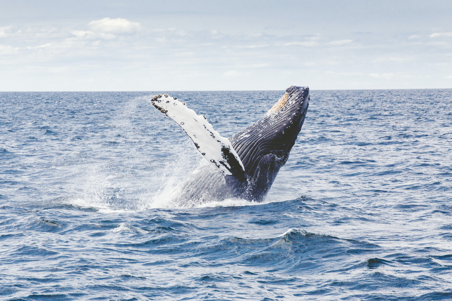 【2.5%還元】【沖縄・宜野湾・ホエールウォッチング】ダブルで楽しむ!クジラウォッチ&パラセール【5名から予約可能】