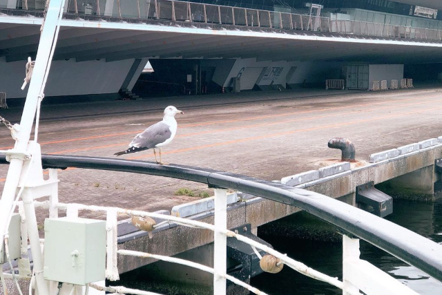 【神奈川・横浜・クルージング】優雅な午後のひとときに…プレミアムドリンク付アフタヌーンティープラン 写真7