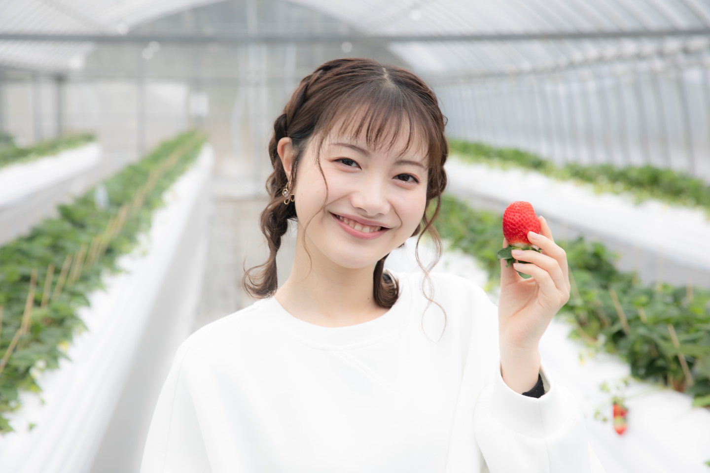 【佐賀・江北・いちご狩り】あま～い！いちご40分食べ放題♪いちご狩り体験（いちごさん・さがほのか）4月・5月プラン 写真4