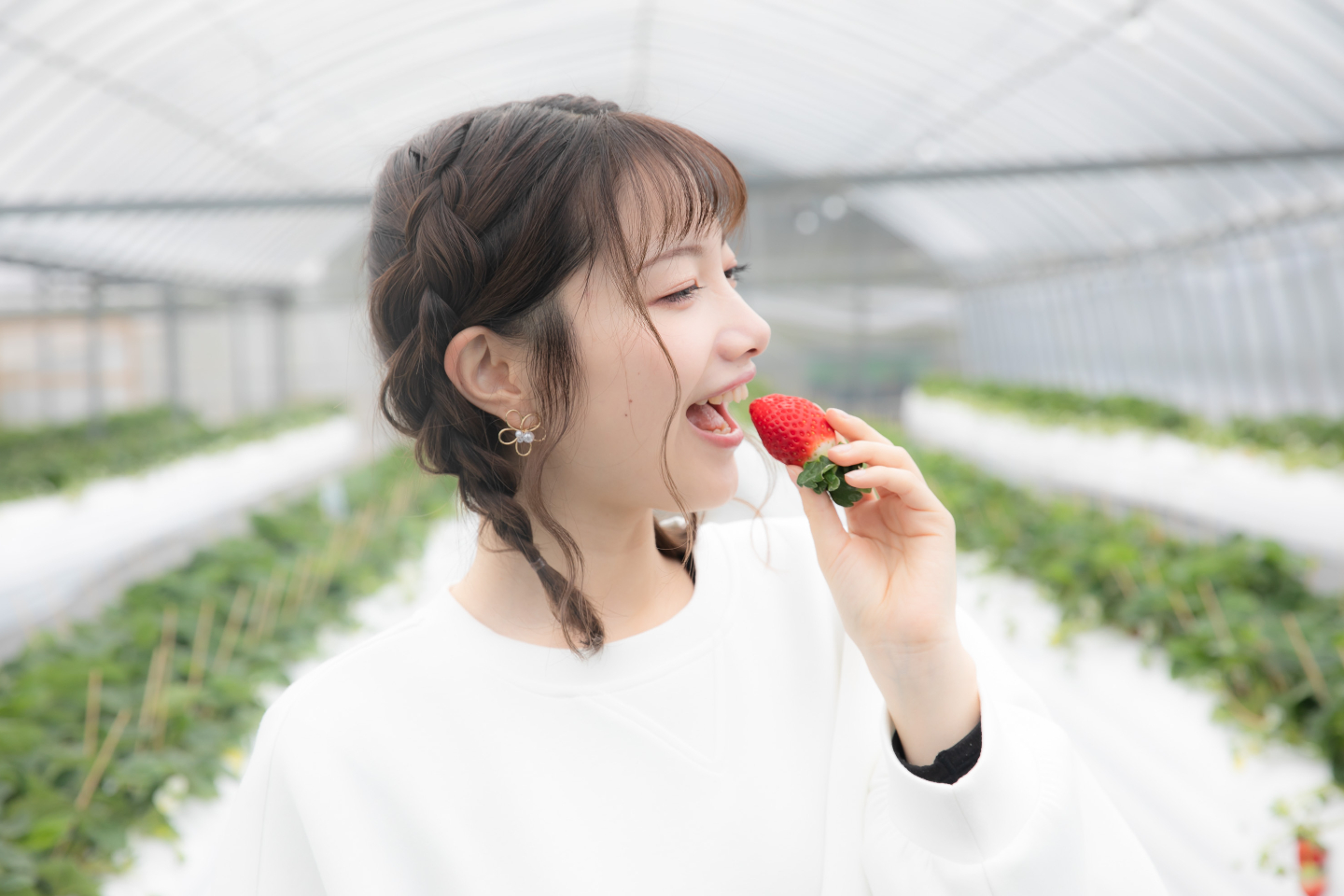 【佐賀・江北・いちご狩り】あま～い！いちご40分食べ放題♪いちご狩り体験（いちごさん・さがほのか）4月・5月プラン 写真3