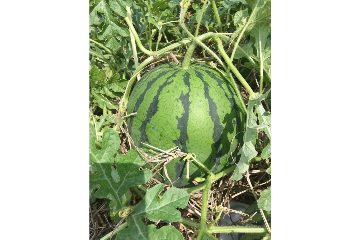 【岡山・牛窓・農業体験】畑で収穫！旬の野菜、牛窓の実りをお裾分け♪ 写真4