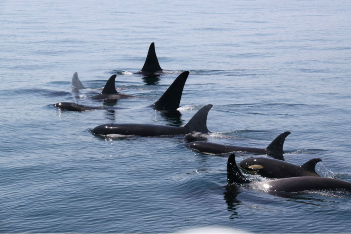 【北海道・羅臼・ホエールウォッチング】野生クジラやイルカに会いに行く観光クルーズ 写真8