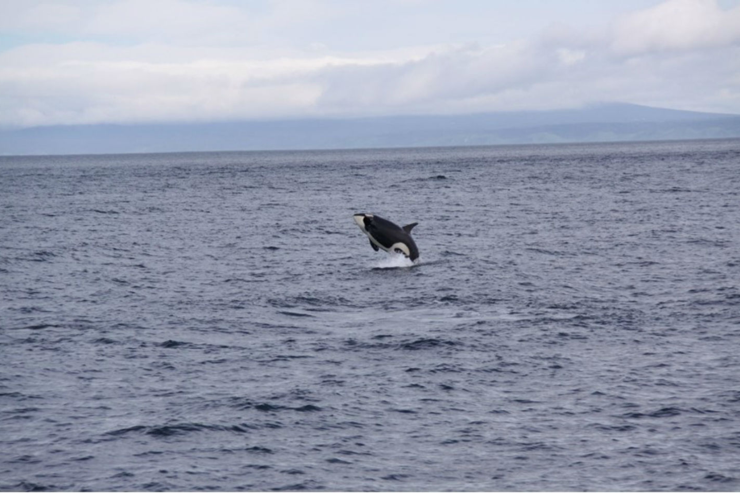 【北海道・羅臼・ホエールウォッチング】野生クジラやイルカに会いに行く観光クルーズ 写真7