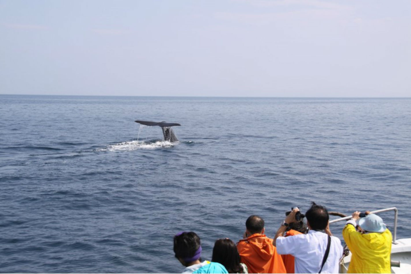 【北海道・羅臼・ホエールウォッチング】野生クジラやイルカに会いに行く観光クルーズ 写真4