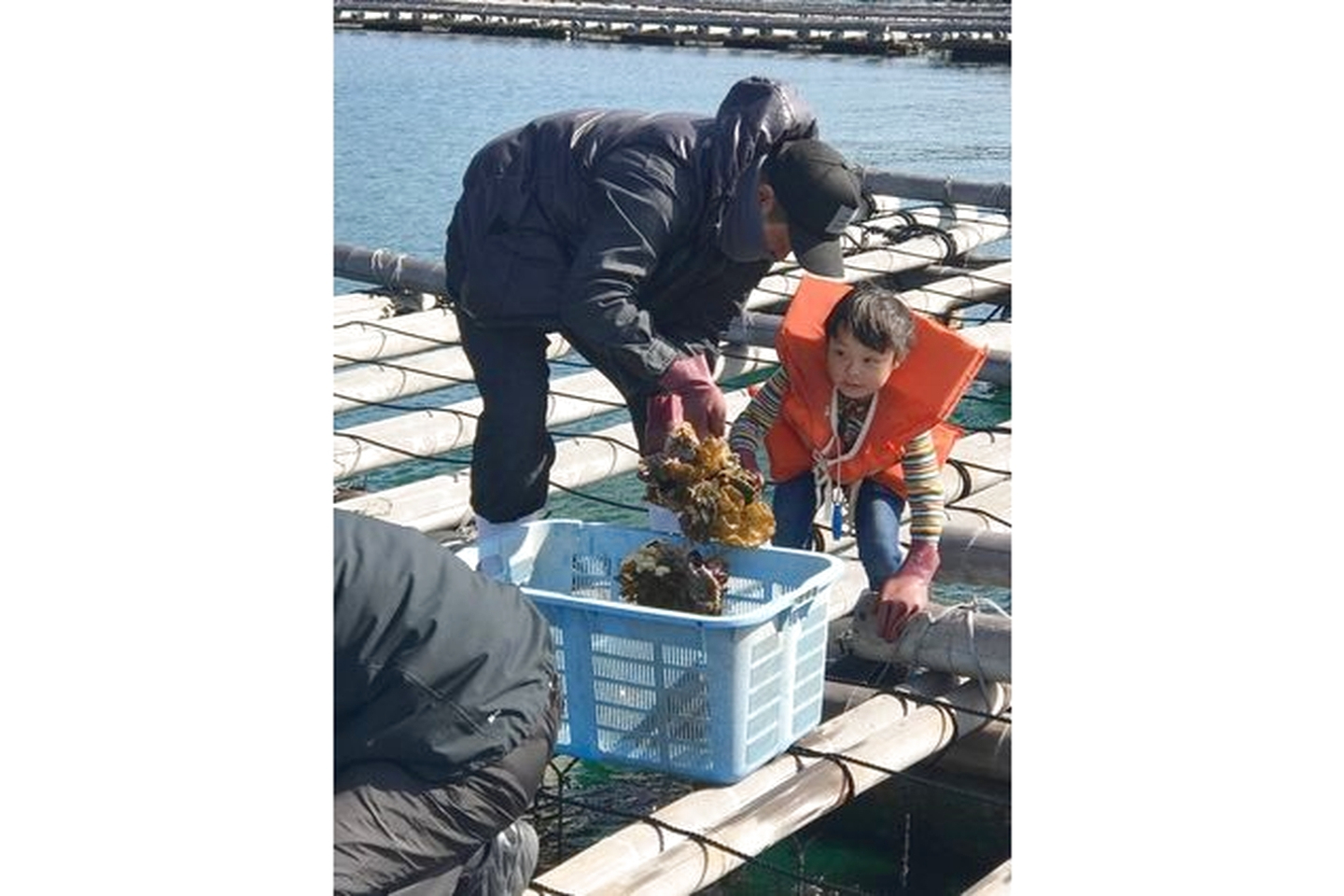 【岡山・笠岡・漁業】自分で収穫した牡蠣をお持ち帰り♪ 牡蠣網オーナー体験