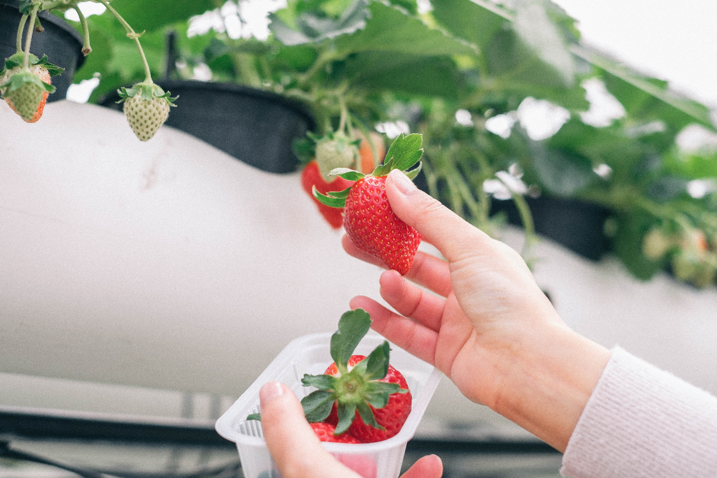 阿蘇健康農園 2枚目
