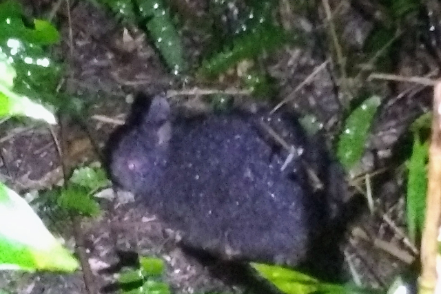 【鹿児島・奄美大島・ナイトツアー】4WDジープに乗って貴重な生き物たちに会いに行こう！太古の森ナイトツアー 写真6