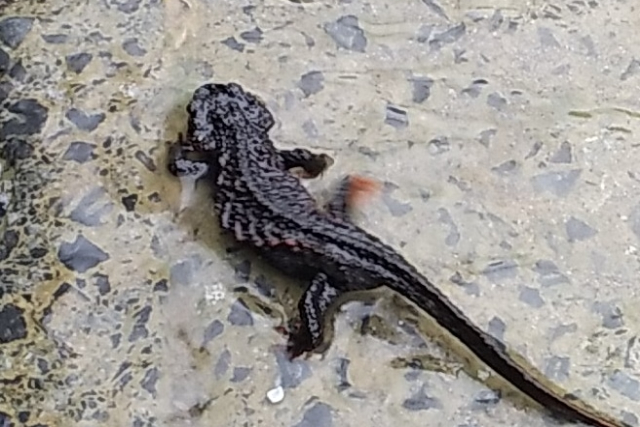 【鹿児島・奄美大島・ナイトツアー】4WDジープに乗って貴重な生き物たちに会いに行こう！太古の森ナイトツアー 写真8