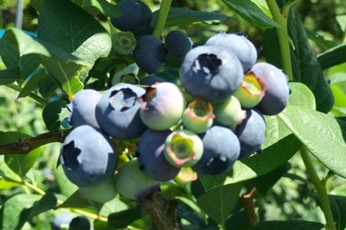 東北の味覚狩り 果物狩りの予約 日本旅行 オプショナルツアー アクティビティ 遊びの体験予約