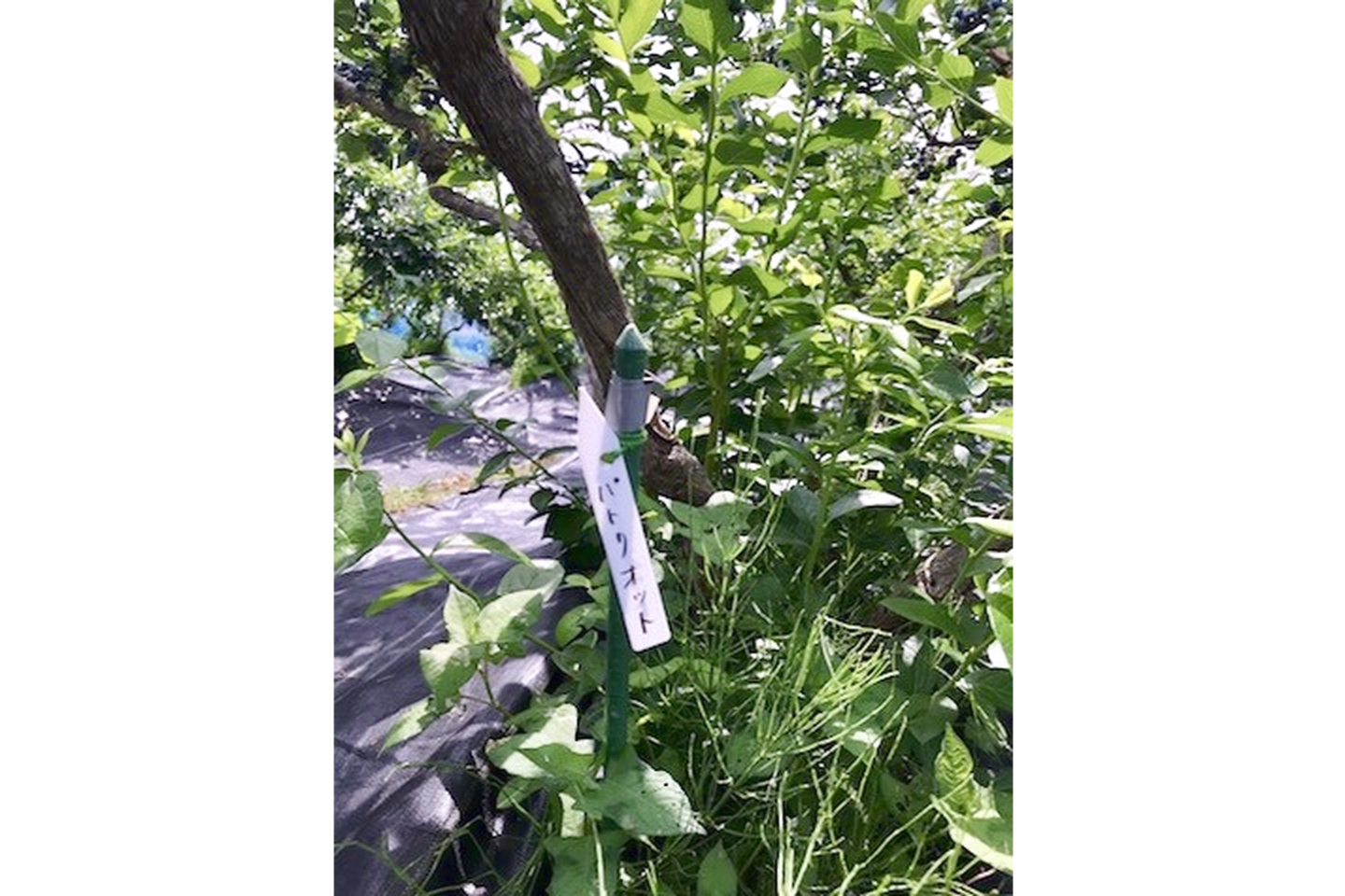 【秋田・田沢湖・ブルベリー狩り】あきた芸術村「エコニコ農園」でおいしい完熟ブルーベリー狩り体験♪ 写真5
