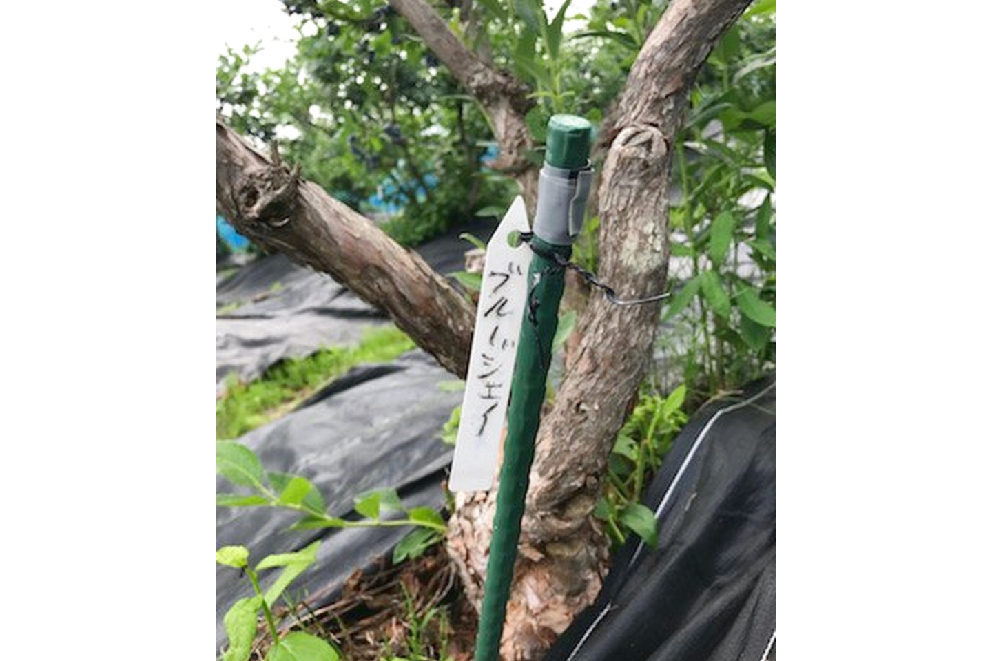 【秋田・田沢湖・ブルベリー狩り】あきた芸術村「エコニコ農園」でおいしい完熟ブルーベリー狩り体験♪ 写真4