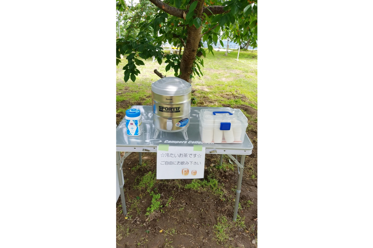 【山梨・南アルプス・さくらんぼ狩り】甘くて美味しいさくらんぼが40分食べ放題！ 写真6