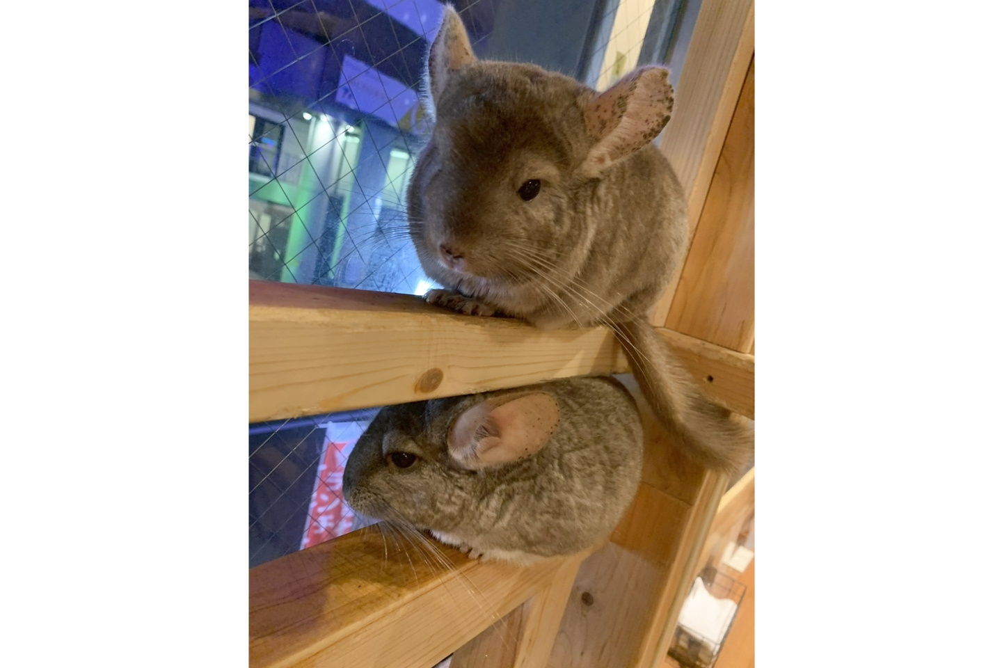 【福岡県・福岡市・動物カフェ】動物が好きな方にぴったり！ふれあいプラン 写真4
