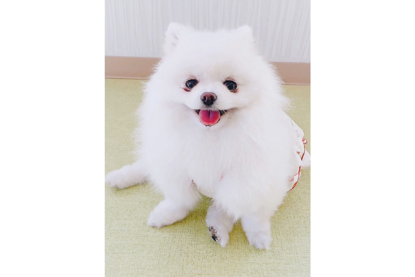 【福岡・中間・動物カフェ】わんちゃんたちに癒されよう。とりあえずプラン（60分） 写真5