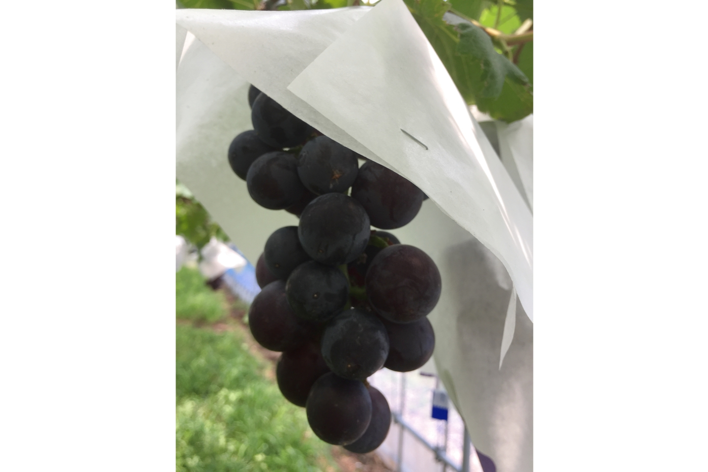 【山口・防府・ぶどう狩り】もぎたての甘いぶどうが2時間食べ放題！ぶどう狩り体験 写真4