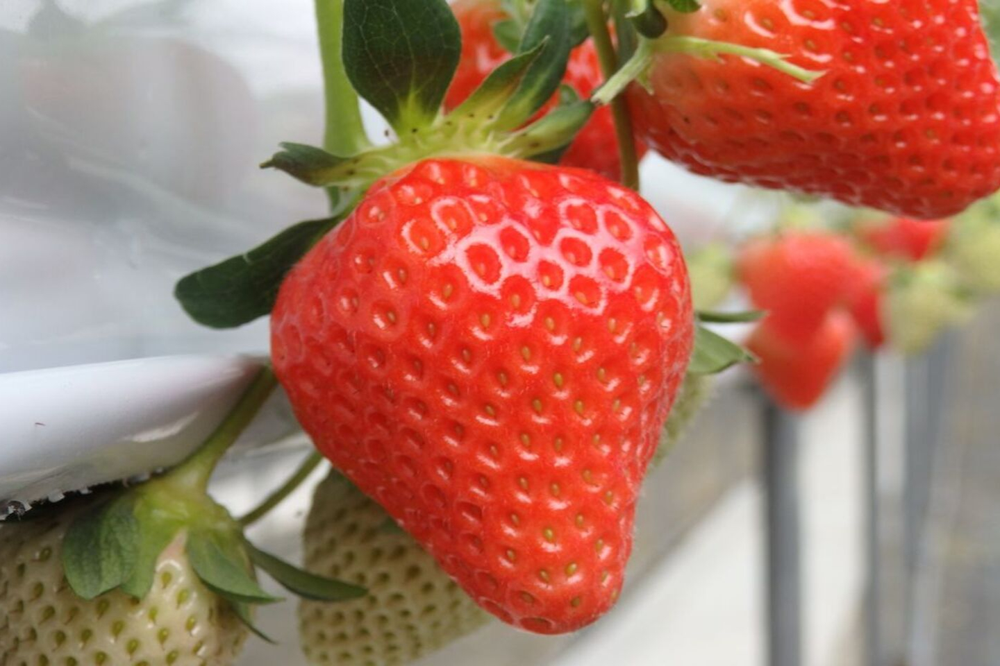 【大分・玖珠・いちご狩り】完熟した「さがほのか」が40分食べ放題！いちご狩り