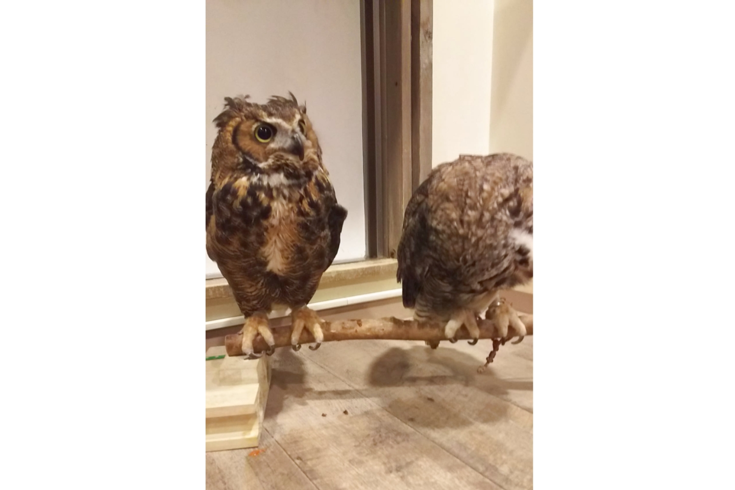 【東京・吉祥寺・フクロウカフェ】夜プラン！愛らしいフクロウと楽しく過ごそう 写真3