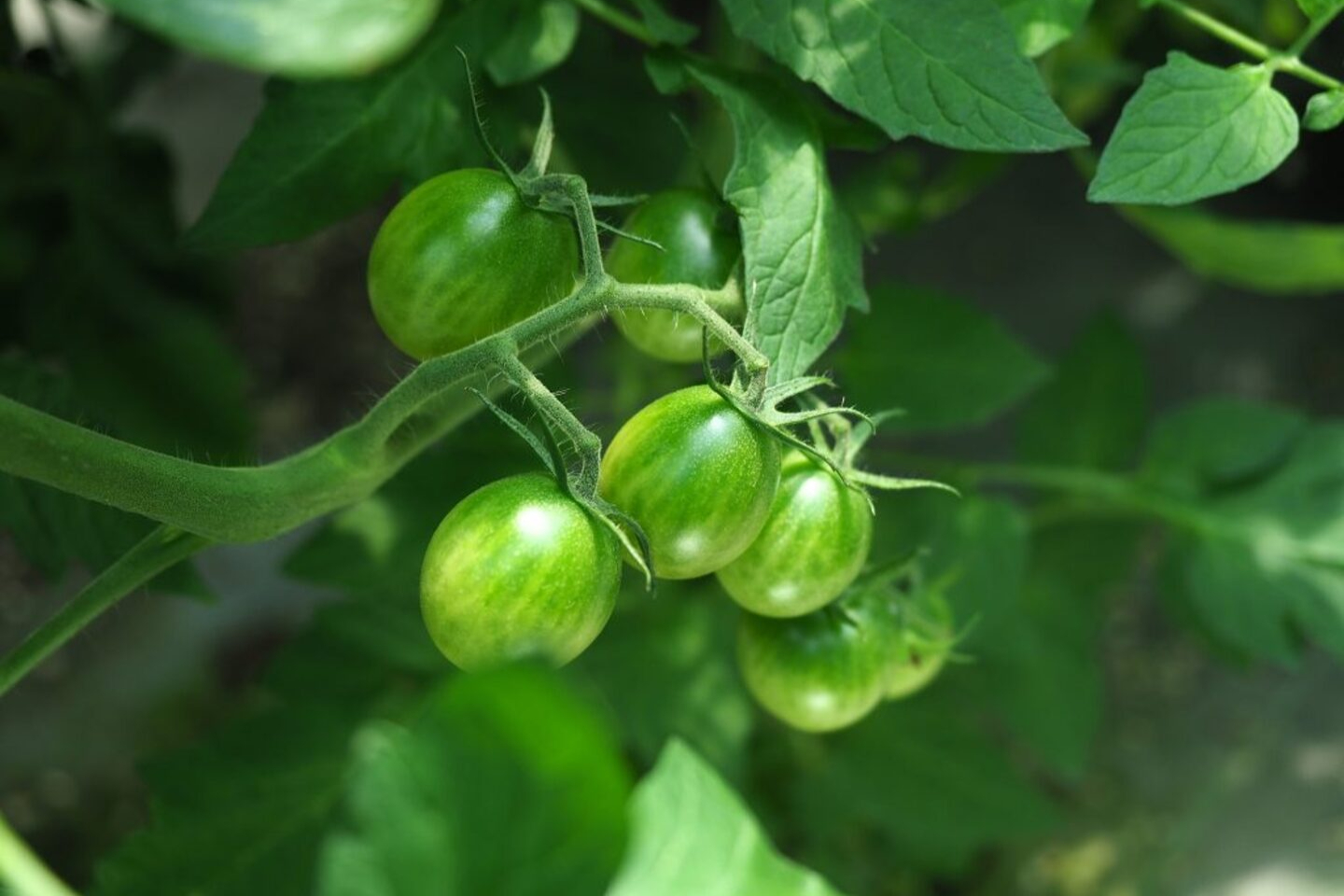 【山口・下関・トマト狩り】全天候型のハウスでミニトマト狩りを楽しもう！ 写真6