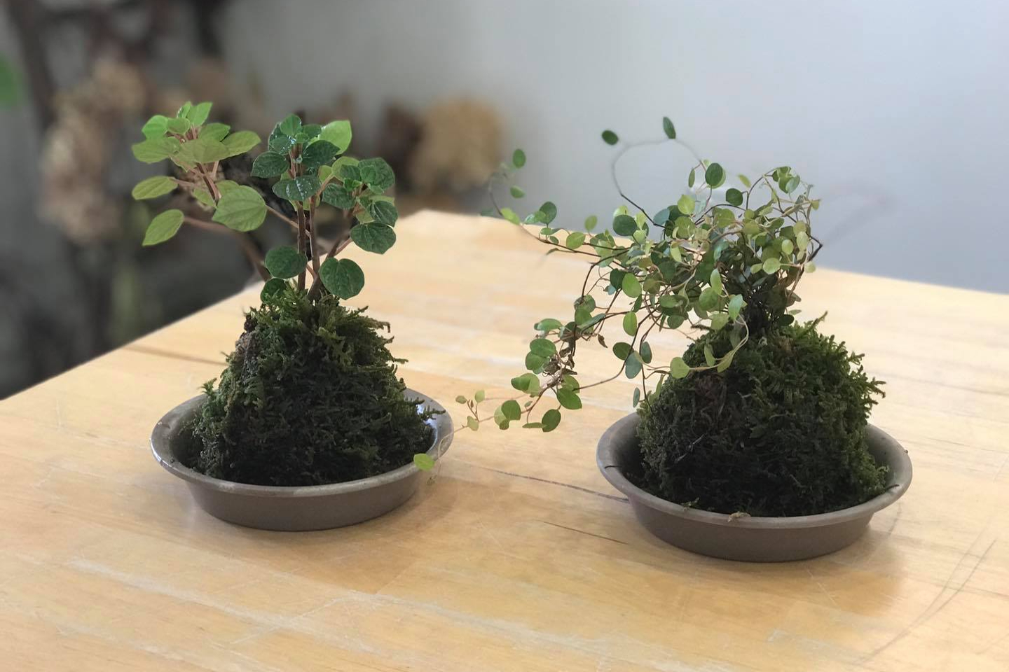 【神奈川・秦野・苔玉作り】ご自身の手で本物の苔玉を作ってみよう！　1個 写真2