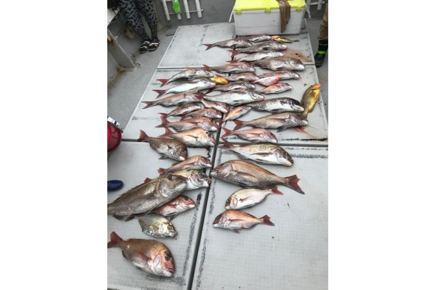 【鹿児島・阿久根・船釣り】狙うはマダイ！甑島列島で船釣りを楽しもう。釣り体験 写真4