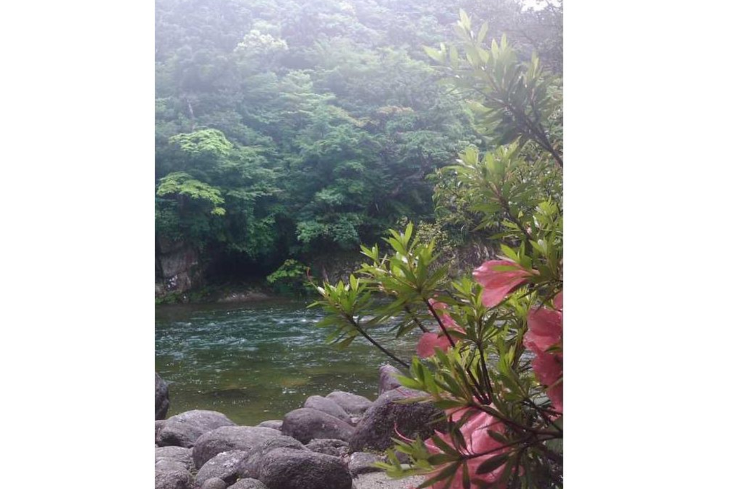 【鹿児島・屋久島・トレッキング】屋久島の森をゆったり堪能！白谷雲水峡太鼓岩コース 写真4
