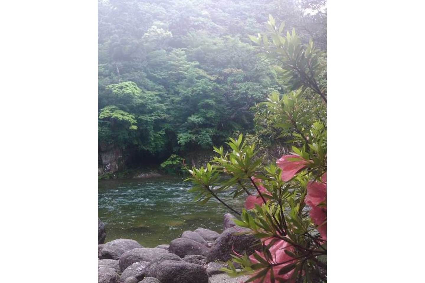 【鹿児島・屋久島・トレッキング】手軽に屋久島の自然を体験！半日白谷雲水峡ツアー 写真4