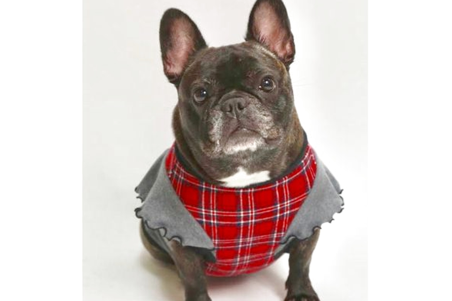 【大阪府・大阪市・手作り雑貨】犬服作りに挑戦！ニットテープタンクトップ（1枚） 写真2