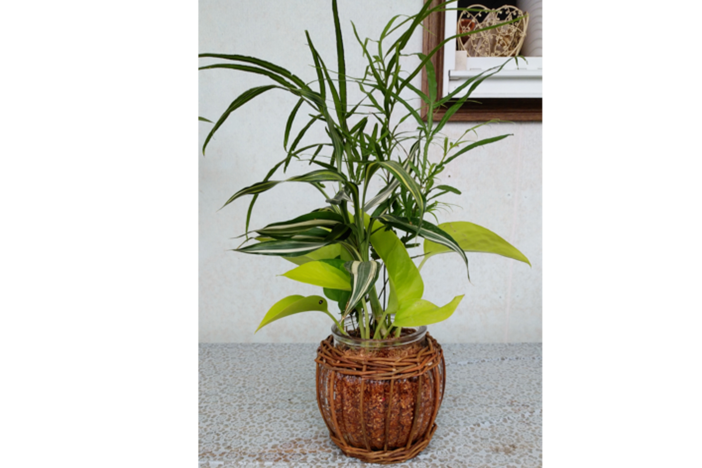 【熊本・菊池・寄せ植え体験】エコスギチップグリーン寄せ植えレッスン（1鉢） 写真3
