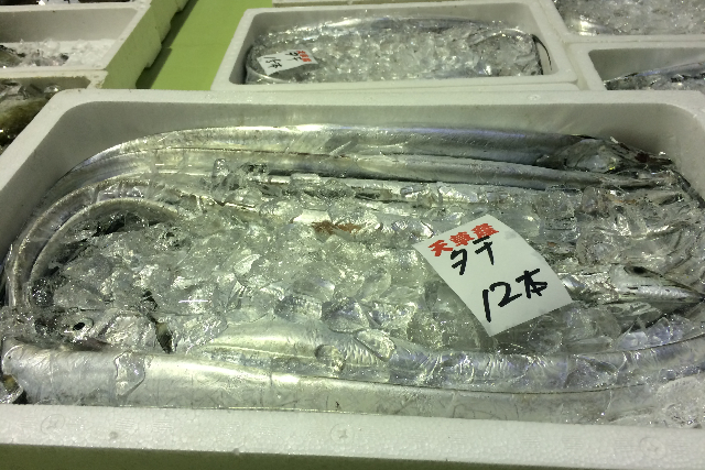 【熊本・天草・魚市場】多種多様な魚介が集まる魚市場はまるで水族館！天草魚市場探検 写真4