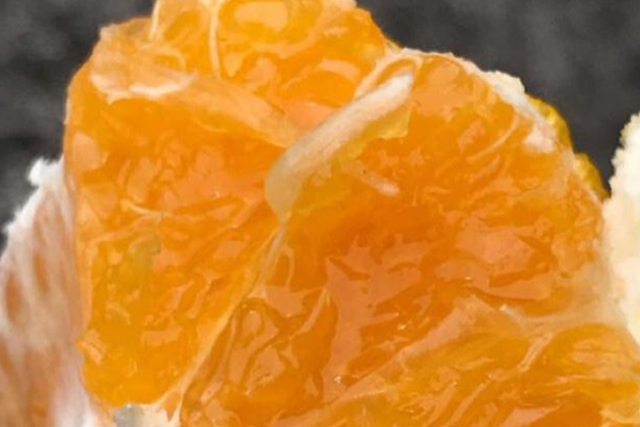 【熊本・天草・みかん狩り】採れたてフレッシュな味が楽しめる！不知火みかん収穫体験 写真4