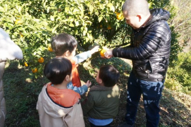 【熊本・天草・みかん狩り】採れたてフレッシュな味が楽しめる！不知火みかん収穫体験