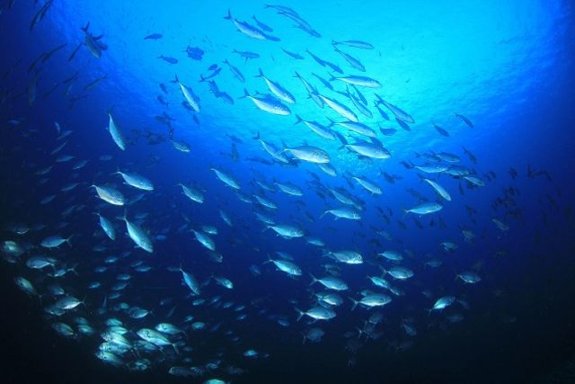 【鹿児島・指宿・船釣り】大漁も期待できちゃう！指宿でベテラン船長とえさ釣り体験 写真7