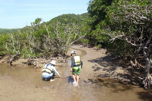 【鹿児島・種子島・カヤック】種子島ならではの最北端マングローブでカヤック体験​　貸切相談可！ 写真4