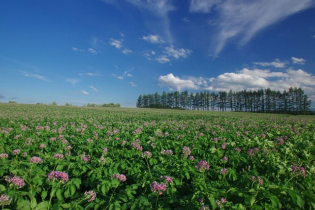 【北海道・帯広・農業体験】美味しいランチ＆お土産付き！カラフルポテト収穫体験 写真2