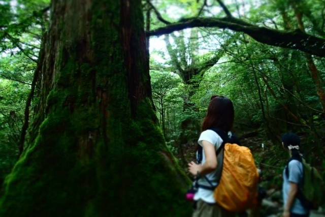 【鹿児島・屋久島・トレッキング】誰もが癒される！白谷雲水峡半日トレッキング 写真7