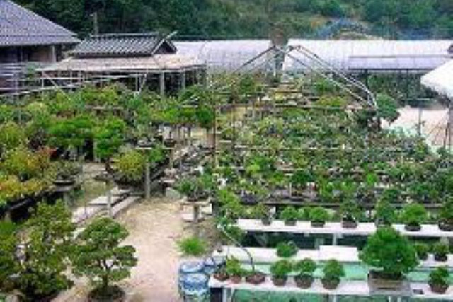 【広島県・広島市・盆栽体験】手の平で感じる小さな四季。こころ和む盆栽体験（1個） 写真3