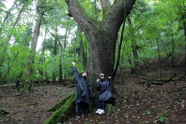 【山梨・鳴沢・ガイドツアー】富士山が育んだ神秘の森を歩こう。樹海＆原生林ツアー 写真2