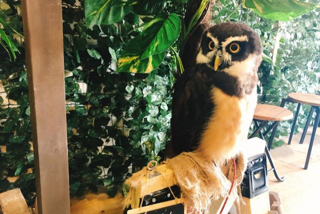 【栃木・足利・フクロウカフェ】フクロウと触れあおう！1ドリンク付プラン（60分） 写真3