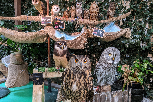 【栃木・足利・フクロウカフェ】フクロウと触れあおう！1ドリンク付プラン（60分） 写真6